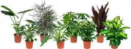 Auchan Supermarché Sans marque plantes vertes offre