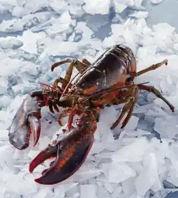 Auchan Sans marque homard européen vivant offre