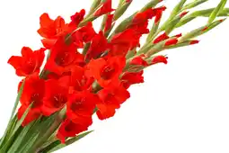 Auchan Sans marque bouquet de 5 glaïeuls offre