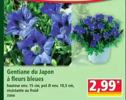 Norma Gentiane du Japon offre