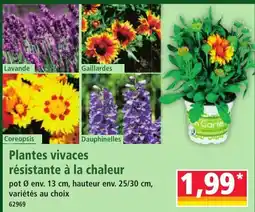 Norma n Garte Plantes vivaces offre