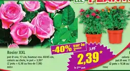 Norma Rosier XXL offre