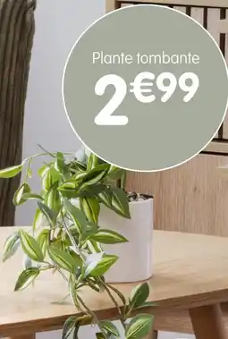 b&m Plante tombante offre