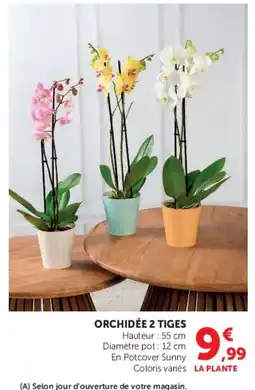 U Express Orchidée 2 tiges offre