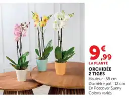 Super U LA PLANTE ORCHIDÉE offre