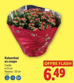 Lidl Kalancoé en coupe offre
