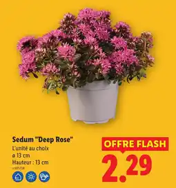 Lidl Sedum Deep Rose offre