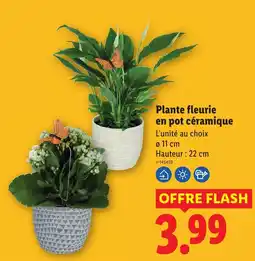 Lidl Plante fleurie en pot céramique offre