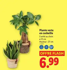 Lidl Plante verte en corbeille offre
