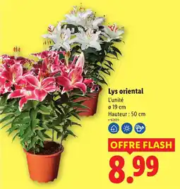 Lidl Lys oriental offre