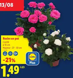 Lidl Rosier en pot offre