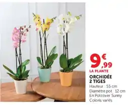 Hyper U Orchidée 2 tiges offre