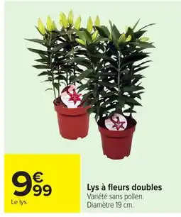 Carrefour Lys à fleurs doubles offre