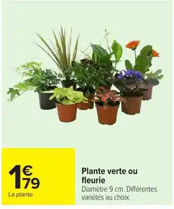 Carrefour Plante verte ou fleurie offre