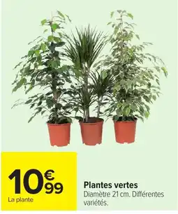 Carrefour Plantes vertes offre