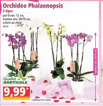 Norma Orchidée Phalaenopsis offre