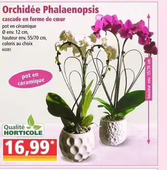 Norma Orchidée Phalaenopsis offre