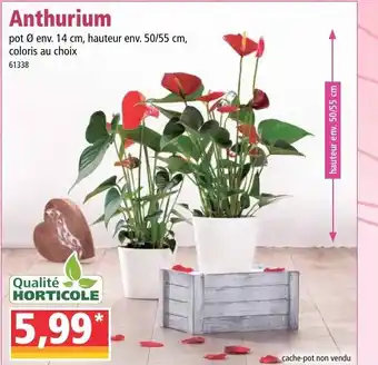 Norma Anthurium offre