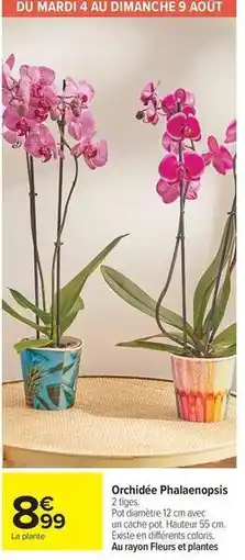 Carrefour Market Orchidée phalaenopsis offre