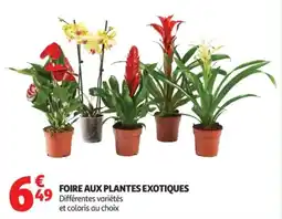 Auchan FOIRE AUX PLANTES EXOTIQUES offre