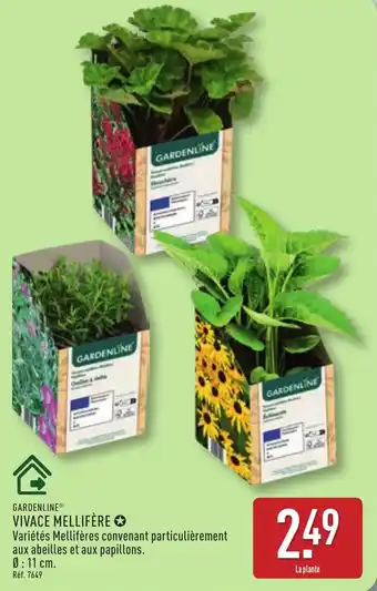 GARDENLINE VIVACE MELLIFÈRE