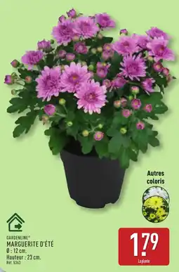 ALDI GARDENLINE MARGUERITE D'ÉTÉ offre