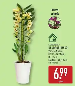 ALDI GARDENLINE DENDROBIUM offre