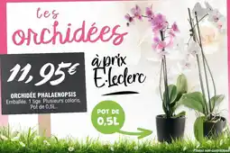 E.Leclerc E.Leclerc Orchidée Phalaenopsis offre