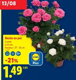 Lidl Lid rosier en pot rose offre