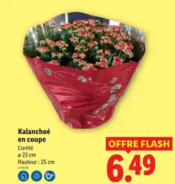 Lidl Kalanchoé en coupe offre