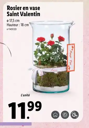 Lidl Rosier en vase saint valentin offre
