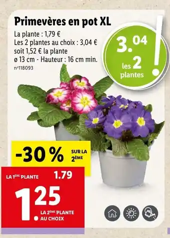 Lidl Primèveres en pot XL offre