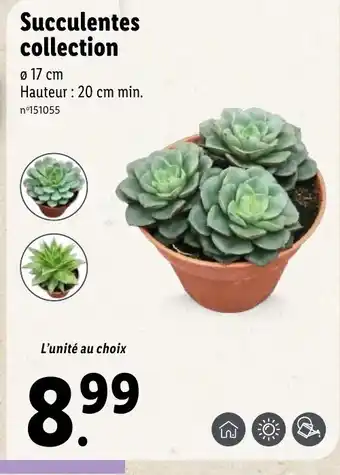 Lidl Succulentes collection offre