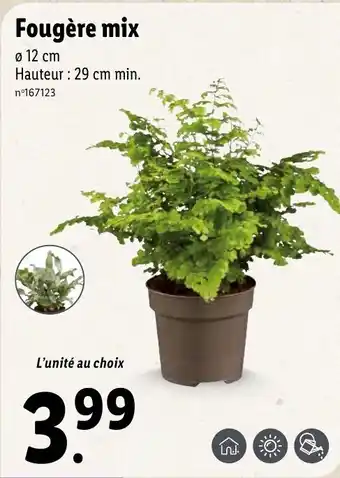 Lidl Fougère mix offre