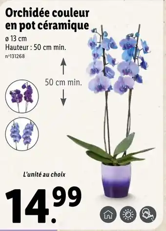 Lidl Orchidée couleur en pot céramique offre