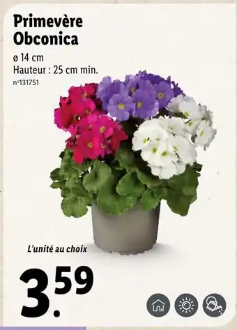 Lidl Primevére Obconica offre