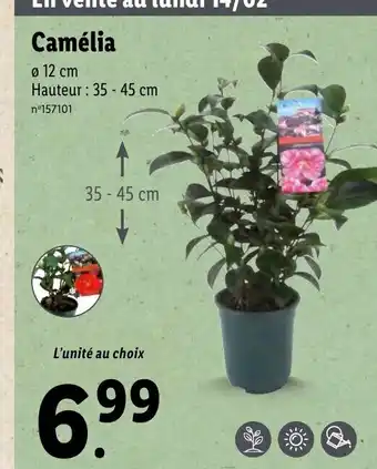 Lidl Camélia offre