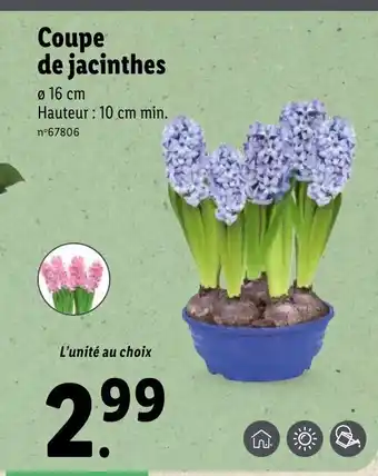 Lidl Coupe de jacinthes offre