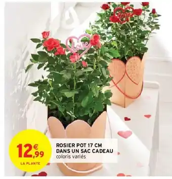 Intermarché Rosier Pot 17cm offre