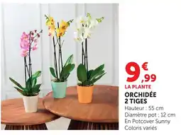 Bi1 LA PLANTE ORCHIDÉE offre
