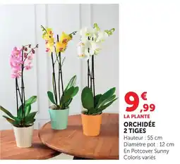 Maximarché Orchidée 2 tiges offre