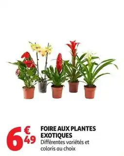Auchan Supermarché FOIRE AUX PLANTES EXOTIQUES offre