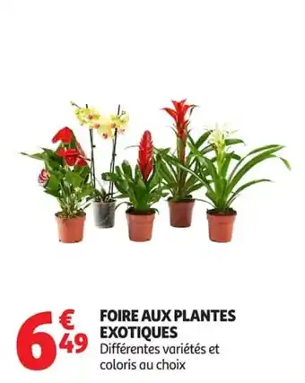 FOIRE AUX PLANTES EXOTIQUES