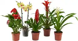 Auchan Supermarché Sans marque foire aux plantes exotiques offre