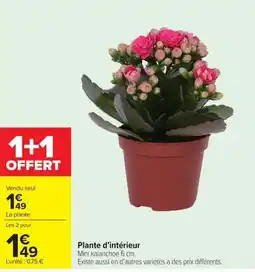 Carrefour Mini kalanchoe offre