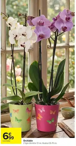 Carrefour L'orchidée Orchidée offre