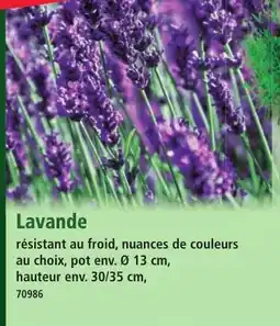 Norma Lavande offre