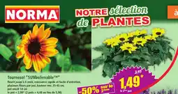Norma Tournesol sunbelivable offre