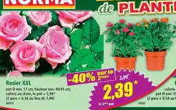 Norma Rosier xxl offre