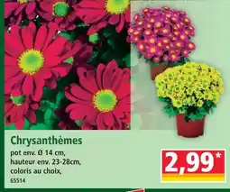 Norma Chrysanthèmes offre